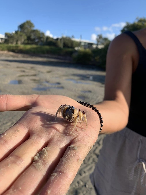 Dr Dazza: Soldier Crabs